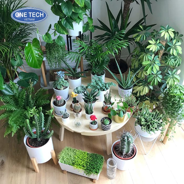 Bán cây cảnh mini và sen đá