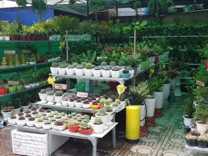 Cửa hàng cây cảnh, cây giống
