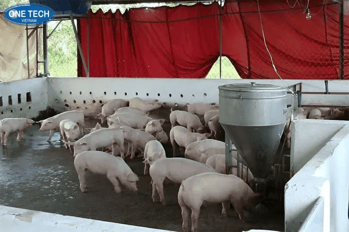 Chăn nuôi nhỏ