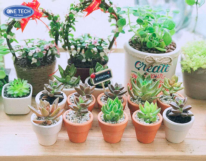 Kinh doanh cây cảnh