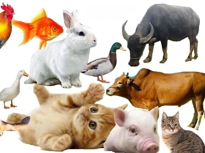 Khảo sát thị trường thức ăn chăn nuôi và lên kế hoạch