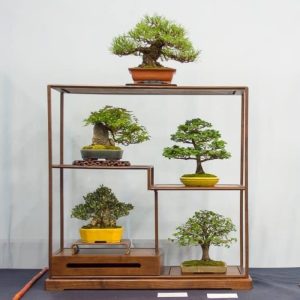 Kệ vuông đơn giản để bonsai