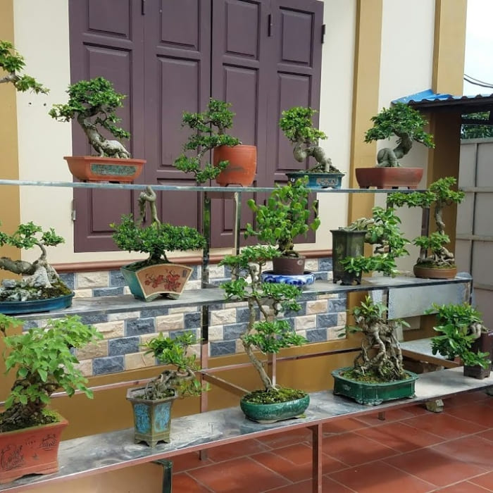 Kệ để bonsai ngoài trời hình bậc thang